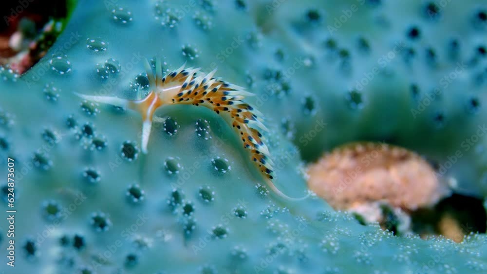 Much-desired flabellina (Flabellina exoptata) or desirable flabellina crawling on a sponge, Raja Ampat, Indonesia, Asia Much-desired flabellina (Flabellina exoptata) or desirable flabellina crawling on a sponge, Raja Ampat, Indonesia, Asia