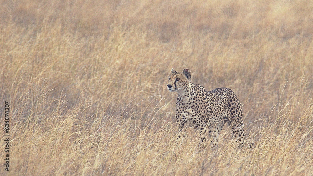 cheetah in serengeti national park cheetah in serengeti national park
