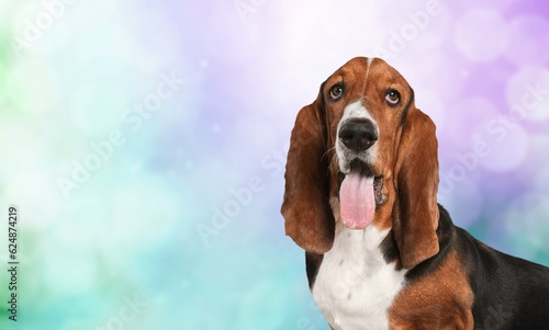 Beautiful young dog posing on background.