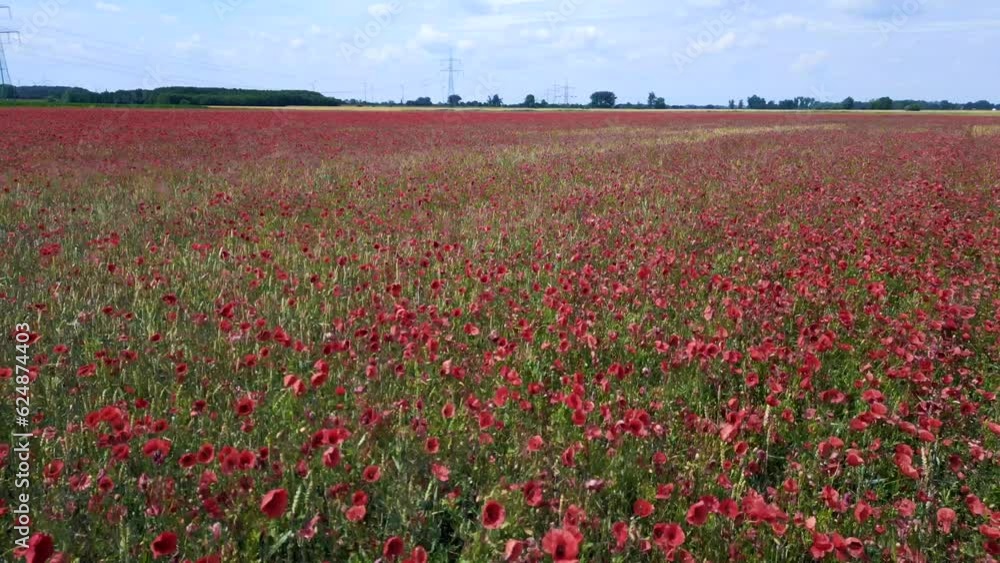 Field of poppy flowers red nature rural area Magic aerial top view flight drone Field of poppy flowers red nature rural area Magic aerial top view flight drone