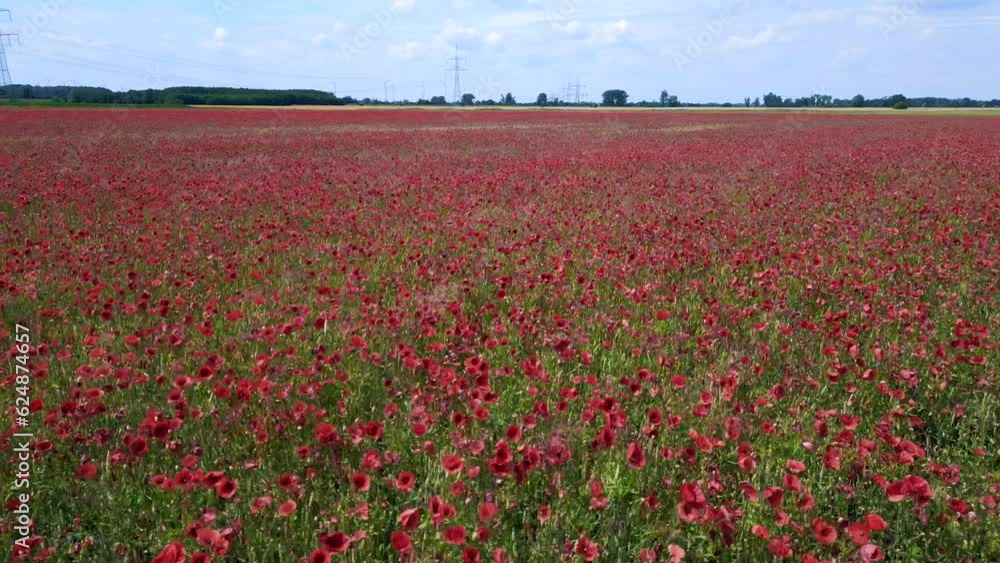 Field of poppy flowers red nature rural area Nice aerial top view flight drone Field of poppy flowers red nature rural area Nice aerial top view flight drone