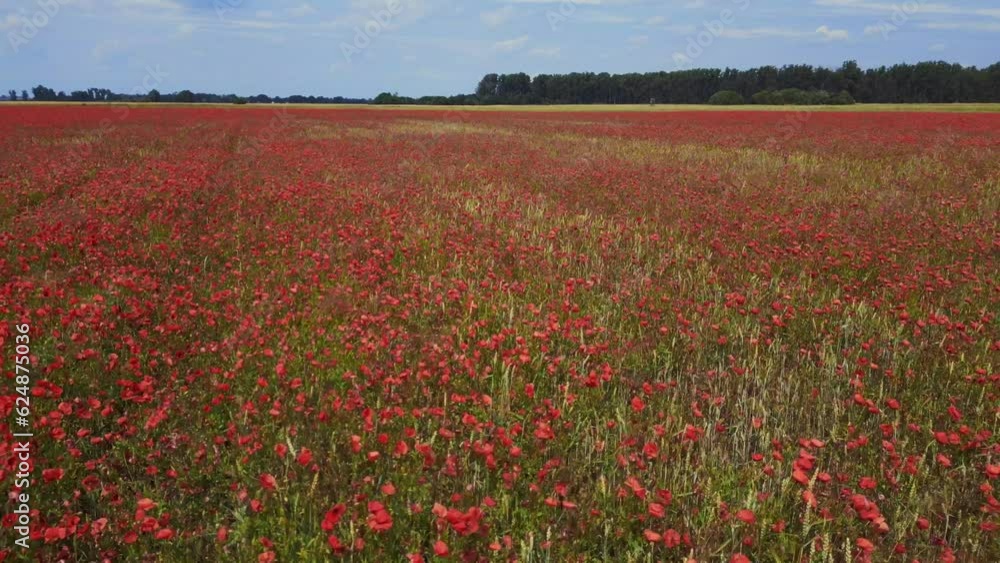 Field of poppy flowers red rural area Unbelievable aerial top view flight drone Field of poppy flowers red rural area Unbelievable aerial top view flight drone