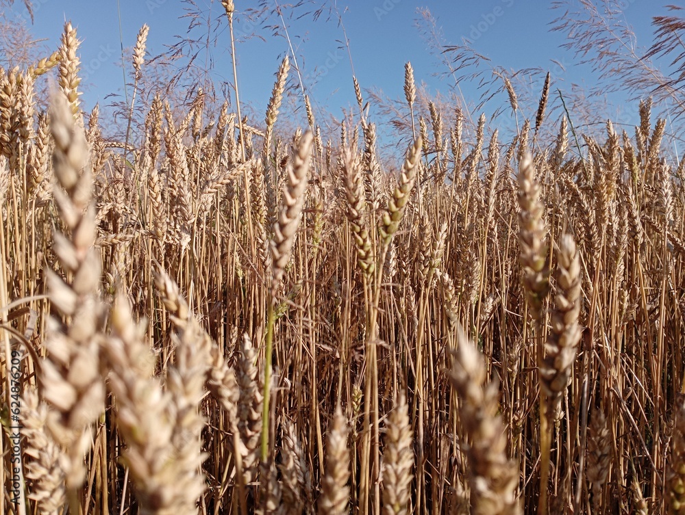 Fototapeta premium Wheat field on the background of the blue sky. Agriculture in Ukraine. Ripe ears of wheat.