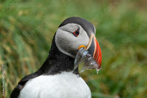 Atlantic Puffin with fish in his mouth in Iceland