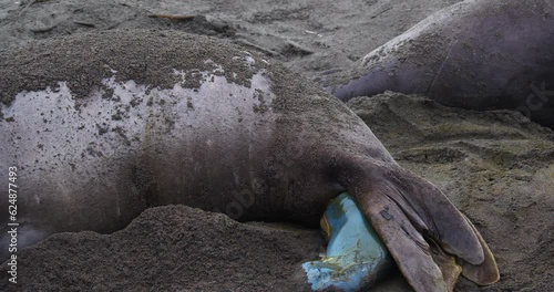 Rarely seen video clip of an elephant seal giving birth. The pups are born tail first. First in a series of four clips of this sequence.