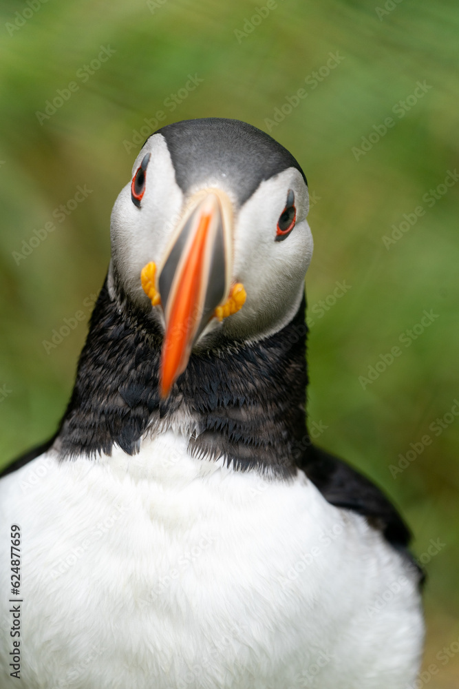 Naklejka premium Atlantic Puffin portrait with front view at Borgarfjörður eystri, Eastern Iceland. Defocused beak