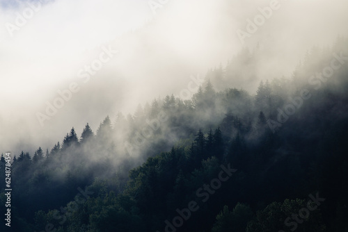 fog in the forest © Rahal