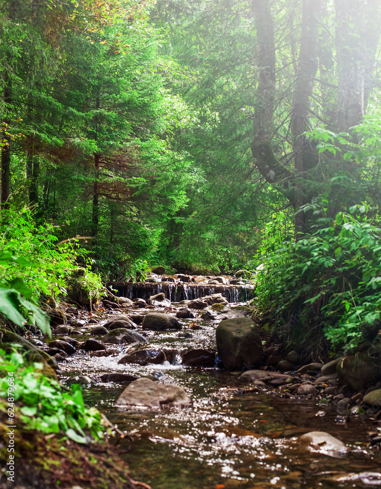 forest landscape with a small spring in the thick of the forest forest landscape with a small spring in the thick of the forest