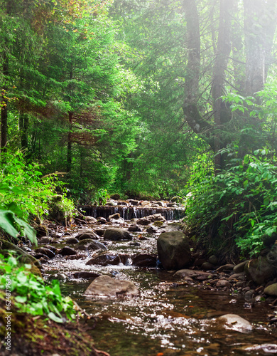 forest landscape with a small spring in the thick of the forest