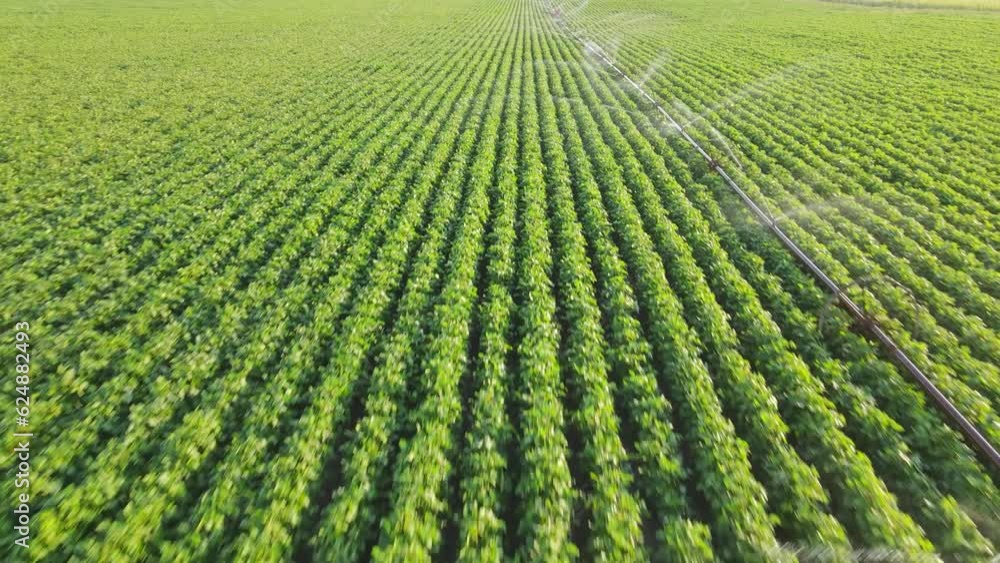 Aerial view drone shot of irrigation system on agricultural soybean field helps to grow plants in the dry season. Landscape rural scene Aerial view drone shot of irrigation system on agricultural soybean field helps to grow plants in the dry season. Landscape rural scene