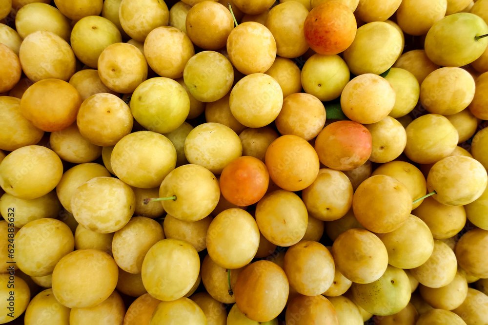 Yellow home grown Mirabelle fruits (prunus domestica subsp. syriaca) freshly picked
Yellow home grown Mirabelle fruits (prunus domestica subsp. syriaca) freshly picked
