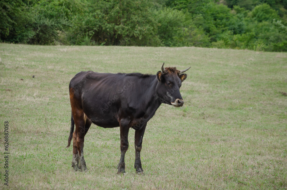 One cow walks in the summer in the pasture