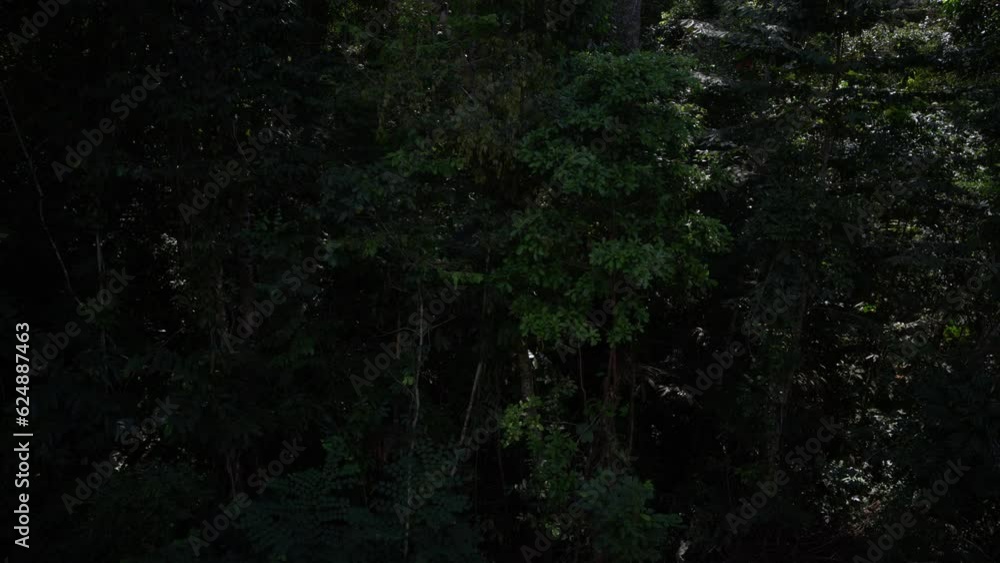Amazon Rainforest Logger takes Chainsaw to Tree Amazon Rainforest Logger takes Chainsaw to Tree