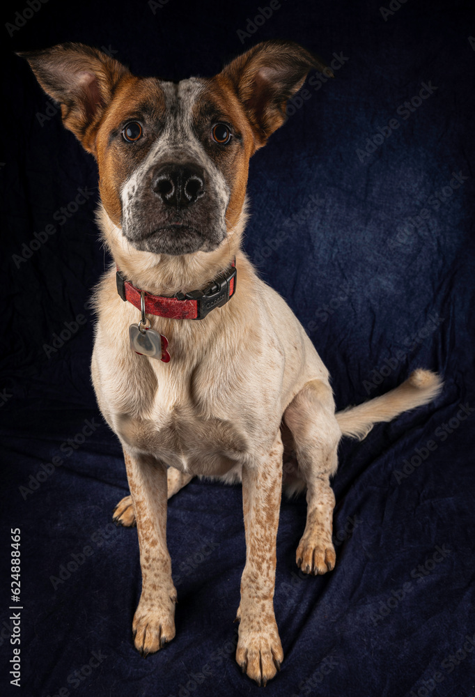 Obraz premium Mixed breed dog, pointer and heeler mix. 