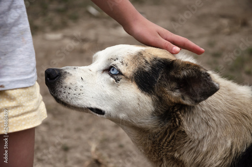 patting a stray dog on the head with your hand © Helena