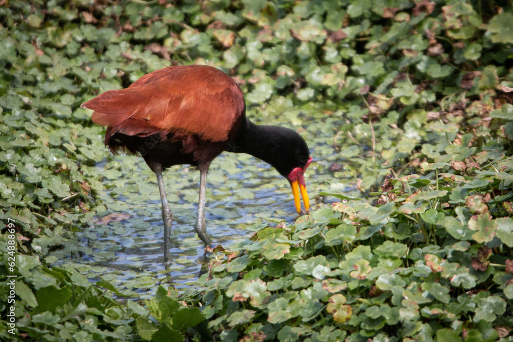 Naklejka premium Jacanidae