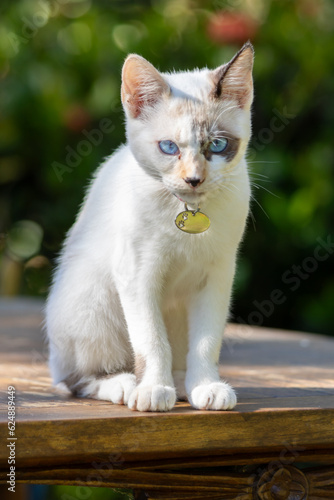 Gatinha filhote branca de olhos azuis e com uma das orelhas preta de coleira com pingente de identificação, sentada na beira e uma mesa de madeira com vegetação desfocada ao fundo.
