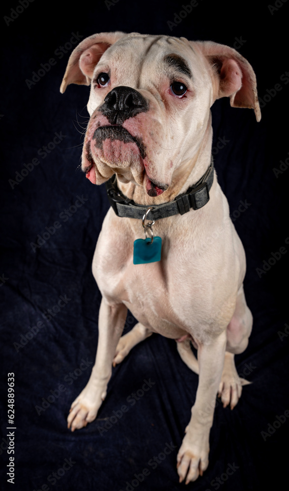 White boxer on textured studio background White boxer on textured studio background