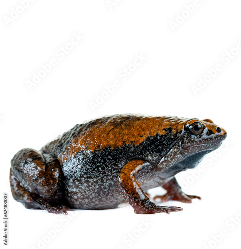 Eastern Narrowmouth Toad (Gastrophryne carolinensis) on white background.  Toad in hand.  Small frog.