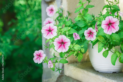 Wallpaper Mural Pink petunia flower (Petunia hybrida),Blooming in the garden Torontodigital.ca