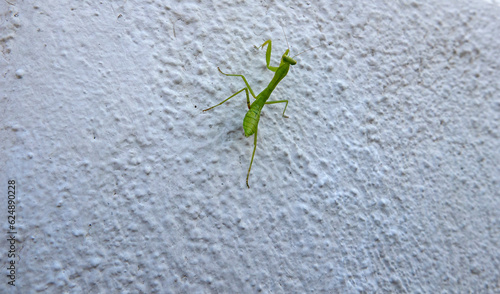 macro of beautiful green praying mantis on a white wall