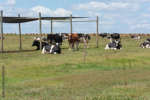 Dairy cows in the field