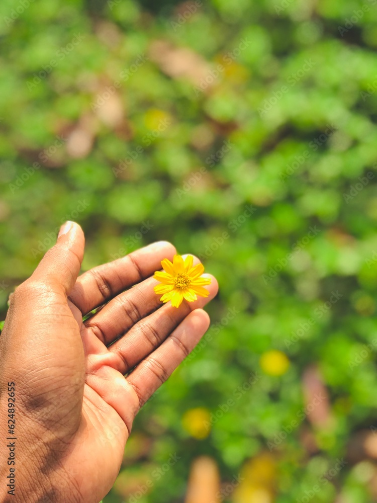 hand holding a flower hand holding a flower