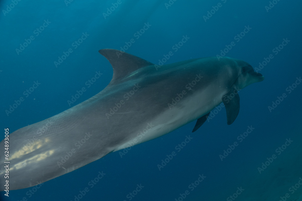 Fototapeta premium Dolphin swimming in the Red Sea, Eilat Israel 