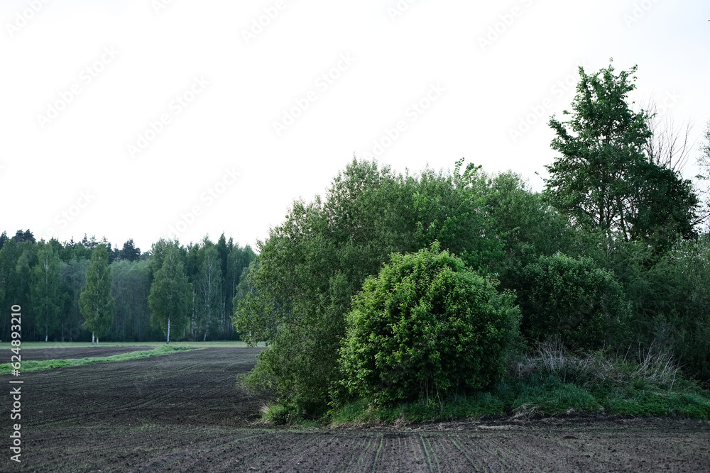 black soil plowed agricultural field with green trees in middle and forest in distance black soil plowed agricultural field with green trees in middle and forest in distance