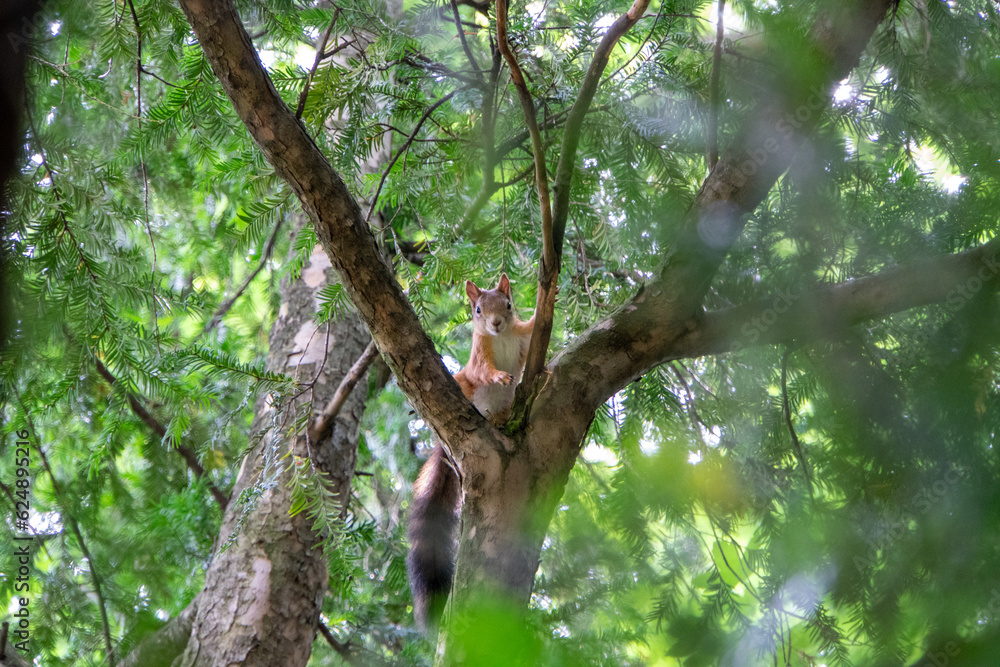 Eichhörnchen klettert auf einem Ast herum Eichhörnchen klettert auf einem Ast herum