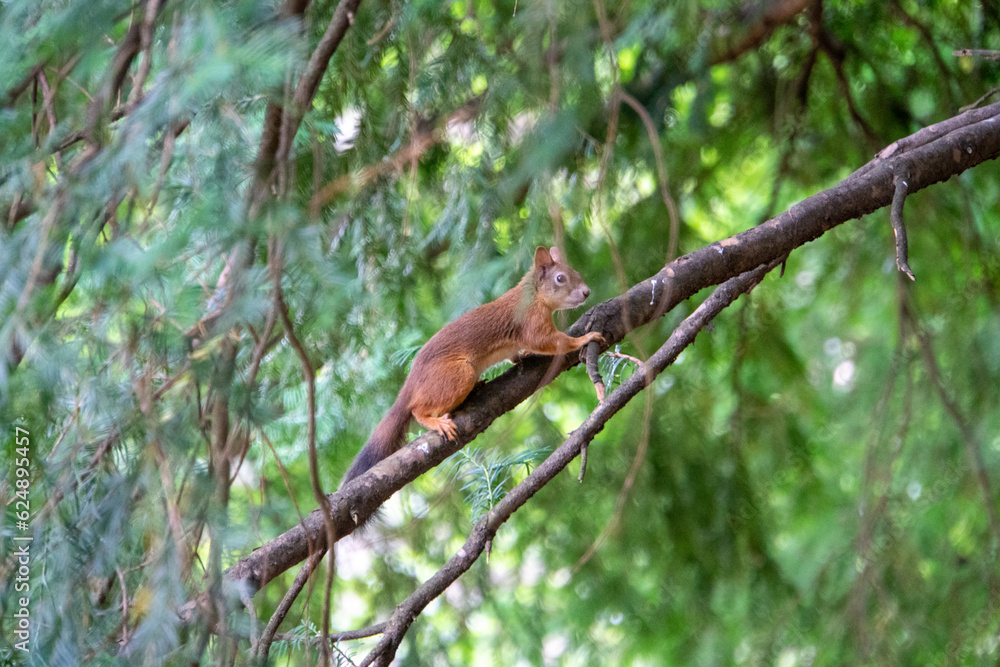 Eichhörnchen klettert auf einem Ast herum Eichhörnchen klettert auf einem Ast herum