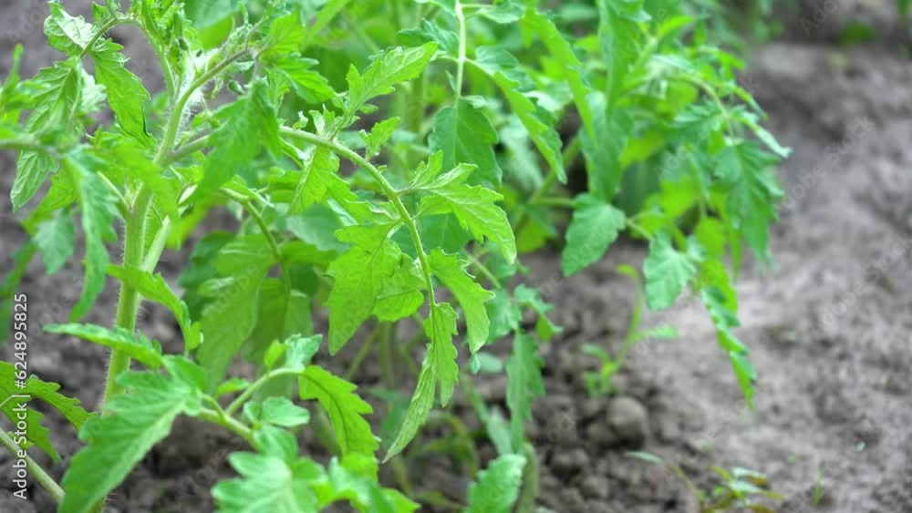 Fresh green tomato bushes with bright leaves grown on brown soil on windy day. Growing tomato sprouts on vegetable garden. Agriculture, faring, enviroment concept Fresh green tomato bushes with bright leaves grown on brown soil on windy day. Growing tomato sprouts on vegetable garden. Agriculture, faring, enviroment concept