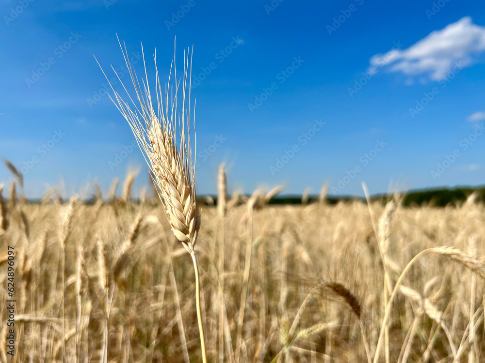 Naklejka premium Close-up of wheat ears, a field of wheat on a summer day. Harvesting period. Spikelets of wheat on a wheat field. Selective focus.