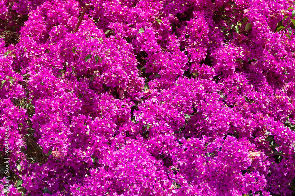 Bougainvillea flowers are pink purple plant tree in summer season. Magenta bougainvillea flowers. Wallpaper texture pattern background.