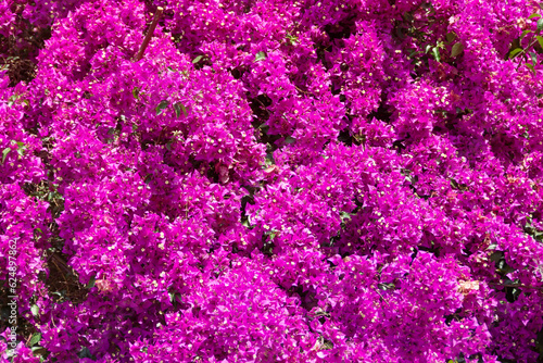 Bougainvillea flowers are pink purple plant tree in summer season. Magenta bougainvillea flowers. Wallpaper texture pattern background.