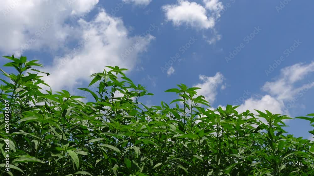 Scenery of swaying green jute trees on blue sky with white clouds background. Scenery of swaying green jute trees on blue sky with white clouds background.