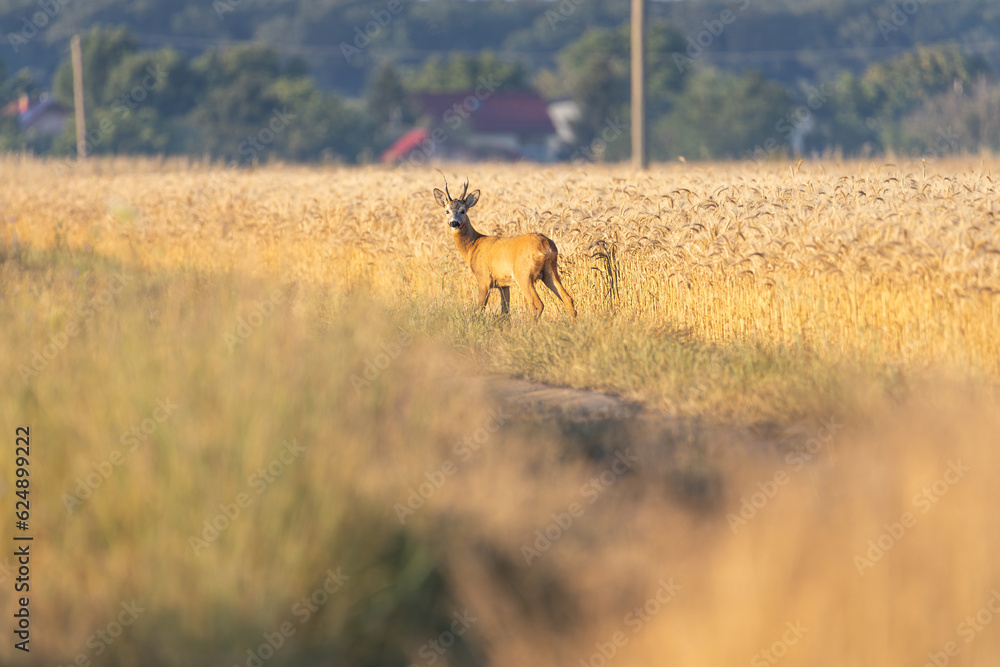Roe deer in golden yellow wheat field in summer Roe deer in golden yellow wheat field in summer