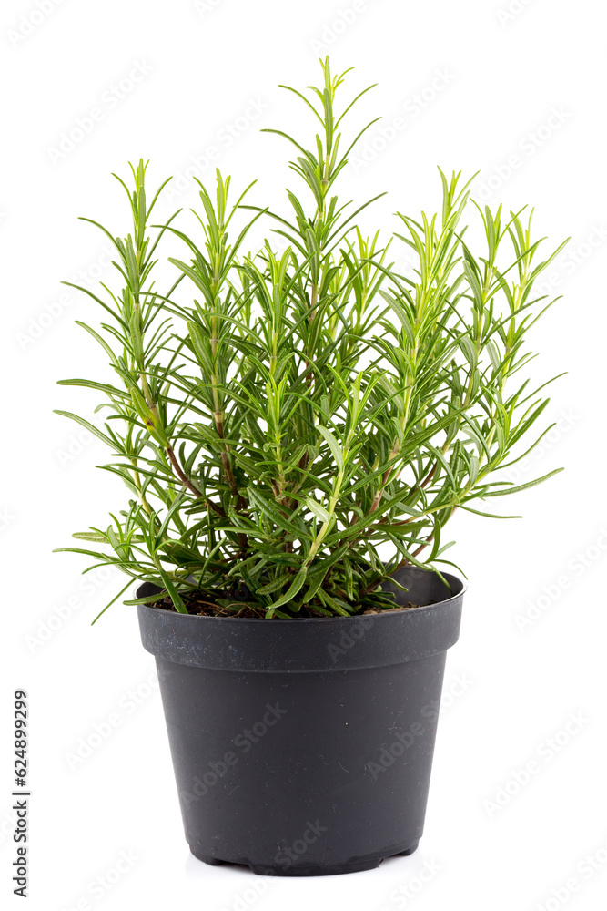 rosemary inside a black pot rosemary inside a black pot