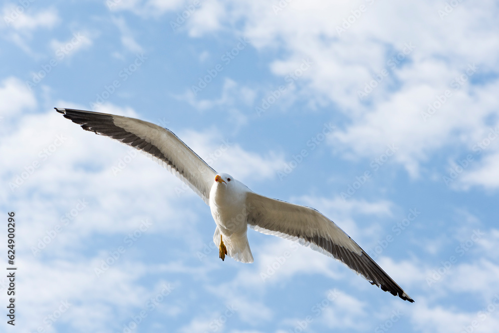 Seagull flying in the blue sky clouds. Peruibe, Brazil. Gull, Laridae, a large gull, isolated on sky background. Seagull flying in the blue sky clouds. Peruibe, Brazil. Gull, Laridae, a large gull, isolated on sky background.