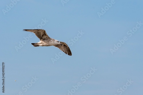 Seagull flying in the blue sky. Peruibe  Brazil. Arenque gull  Larus argentatus  a large gull  isolated on sky background.