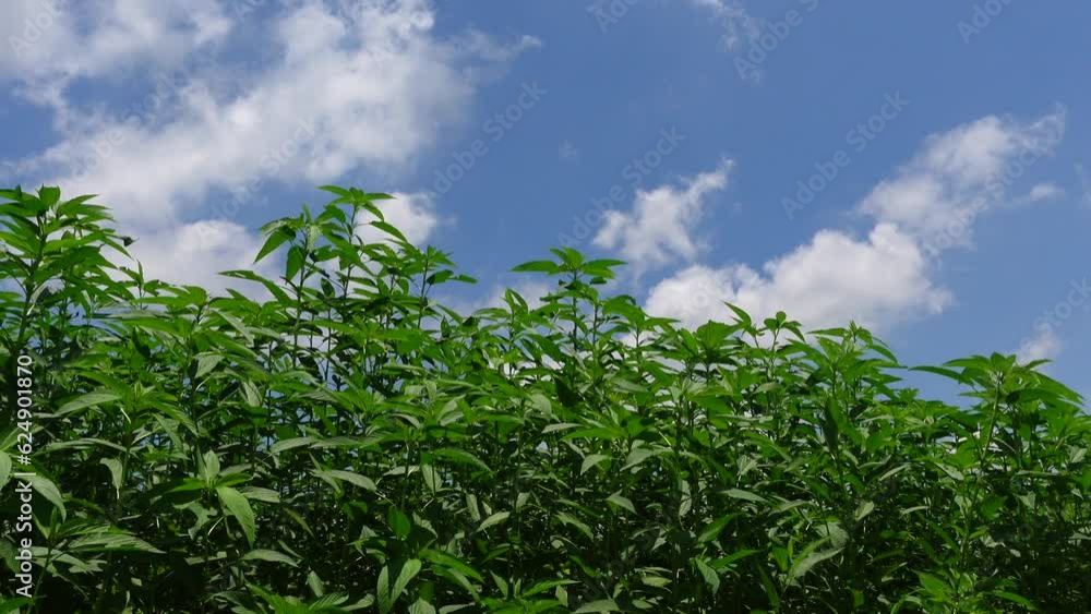 Scenery of swaying green jute trees on blue sky with white clouds background. Scenery of swaying green jute trees on blue sky with white clouds background.