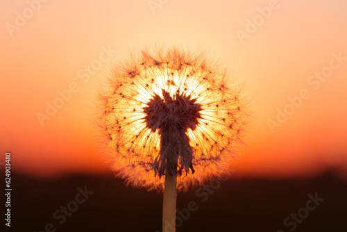 Dandelions in meadow at red sunset