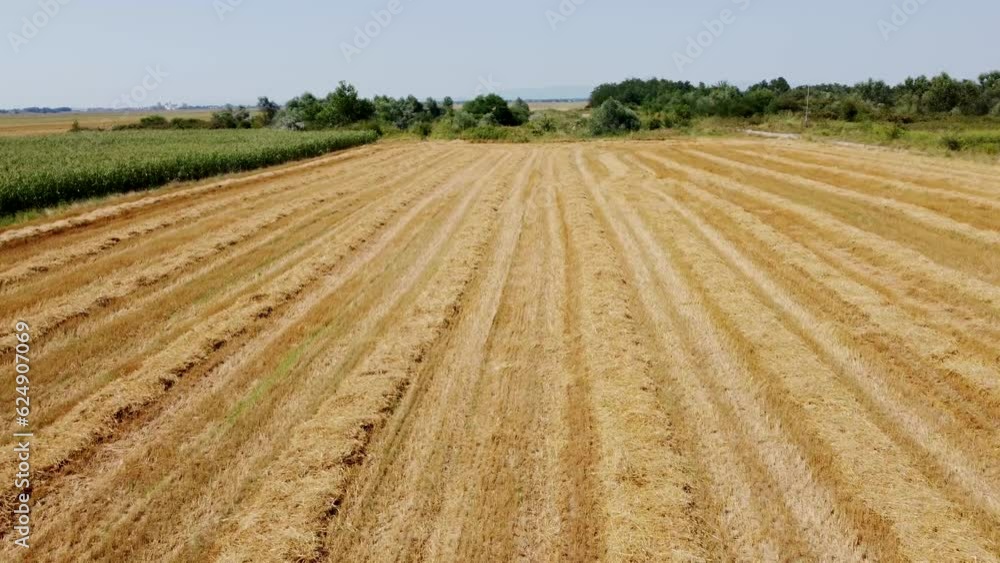 Yellow hey on the field after harvest of wheat, aerial drone view. Yellow hey on the field after harvest of wheat, aerial drone view.