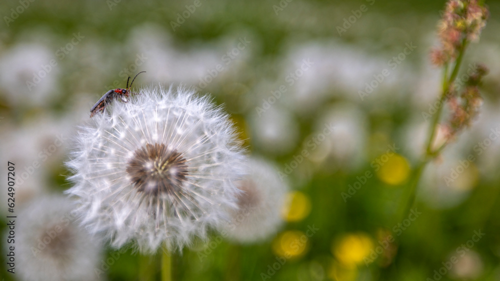 Obraz premium eine Wiese mit Löwenzahn