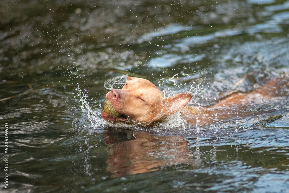 A beautiful thoroughbred American Pit Bull Terrier swims in a fast river.
