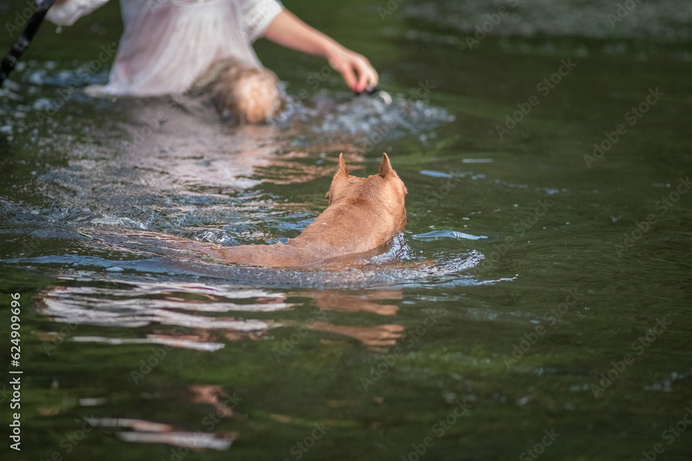 Fototapeta premium A beautiful thoroughbred American Pit Bull Terrier swims in a fast river.
