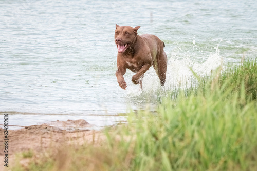 A beautiful thoroughbred American Pit Bull Terrier swims in a fast river.