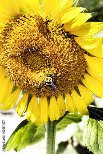 bee on sunflower