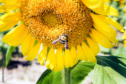 Bee on sunflower