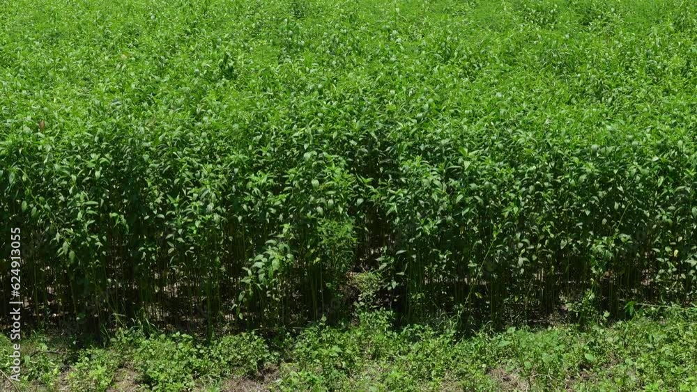 Part of the green young jute field. Green young jute trees sway in the summer breeze. Part of the green young jute field. Green young jute trees sway in the summer breeze.
